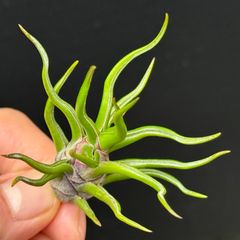 Dyckia jonesiana lemei #1998 | Shop at Mercari from Japan! | Buyee