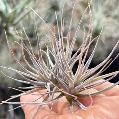 Dyckia jonesiana lemei #1998 | Shop at Mercari from Japan! | Buyee