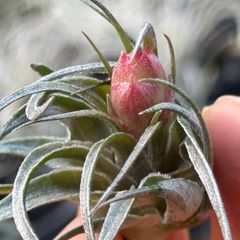 Dyckia jonesiana lemei #1998 | Shop at Mercari from Japan! | Buyee