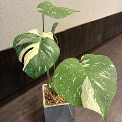 ❤️最終値下げ】斑入りボルシアホワイトタイガー葉8枚 - メルカリ