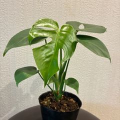 モンステラミューテーション モンステラ福助フォーム - メルカリ