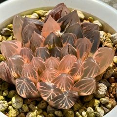 多肉植物 観葉植物 ハオルチア ハオルシア 新氷砂糖錦群生 極上斑