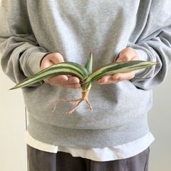 S13737【SS級 超希少株！！】サンスベリア スノー ホワイト