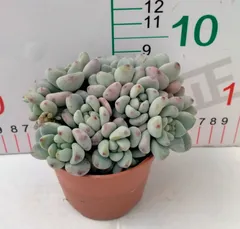 新入荷　18株の抜き苗セット　ラウル　多肉植物　佐川急便発送　エケベリア　セダム　韓国苗　Z3156