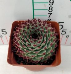 新入荷 18株の抜き苗セット レッドクイーン 多肉植物 佐川急便発送