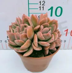 新入荷　18株の抜き苗セット　キラ　多肉植物　佐川急便発送　エケベリア　セダム　韓国苗　Z3171