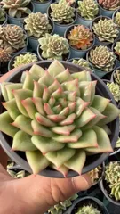 新入荷　18株の抜き苗セット　マリア　多肉植物　佐川急便発送　エケベリア　セダム　韓国苗　Z3397