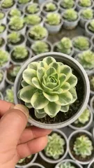 新入荷　18株の抜き苗セット　サンチバラニシキ　多肉植物　佐川急便発送　エケベリア　セダム　韓国苗　Z3489