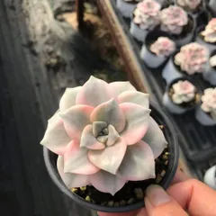新入荷　18株の抜き苗セット　シラクニシキ　多肉植物　佐川急便発送　エケベリア　セダム　韓国苗　Z3675