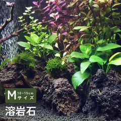 天然苔 上質 ホソバオキナゴケ 3分の2トレー - メルカリ
