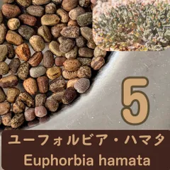2月入荷種子5粒 ユーフォルビア・ハマタ　Euphorbia hamata 【観葉 塊根 コーデックス 多肉 サボテン 】のサムネイル