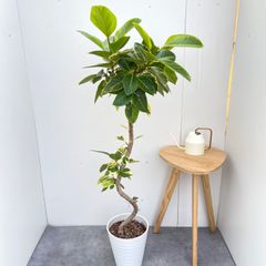 シェフレラ ベヌローサ 古木 - メルカリ