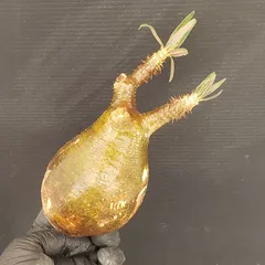 2026年最新】抜き苗 グラキリスの人気アイテム - メルカリ