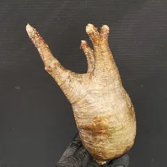 2026年最新】抜き苗 グラキリスの人気アイテム - メルカリ