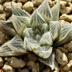 多肉植物 観葉植物 ハオルチア ハオルシア 新氷砂糖錦群生 極上斑