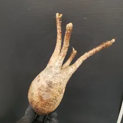 2026年最新】抜き苗 グラキリスの人気アイテム - メルカリ