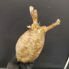 2026年最新】抜き苗 グラキリスの人気アイテム - メルカリ