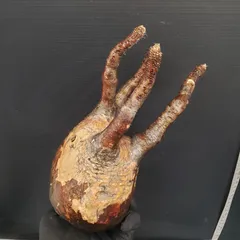 2026年最新】抜き苗 グラキリスの人気アイテム - メルカリ