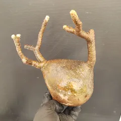 2026年最新】抜き苗 グラキリスの人気アイテム - メルカリ