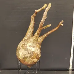 2026年最新】抜き苗 グラキリスの人気アイテム - メルカリ