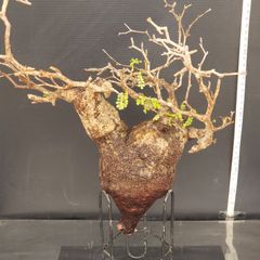 S209【自社養生株】Pachypodium グラキリス（MS）（現地球・抜き苗