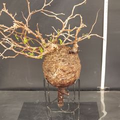 S231【自社養生株】Pachypodium グラキリス（ML）（現地球・抜き苗