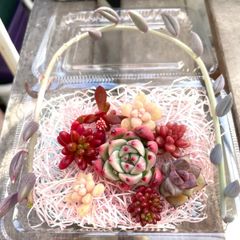 haku様 専用 - メルカリ