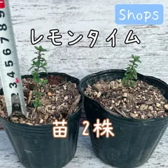 【ネコポス発送】レモンタイム 苗 2株