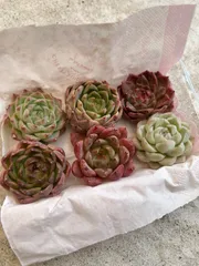 多肉植物 カット苗 詰め合わせ セットa