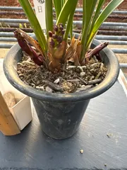 2026年最新】きんりょうへんの人気アイテム - メルカリ