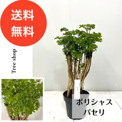 2026年最新】ポリシャス ファビアンの人気アイテム - メルカリ