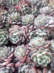 多肉植物　M053　ヴィート　50株　抜き苗　エケベリア　セダム　アエオニウム　韓国苗　寄せ植え　詰め合わせ