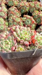 セールレアホヤ 大苗トムソニーホワイトHoya thomsonii white - メルカリ