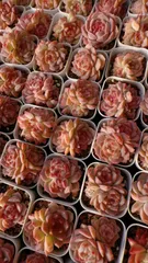 多肉植物　M163　アイススワン　50株　抜き苗　エケベリア　セダム　アエオニウム　韓国苗　寄せ植え　詰め合わせ