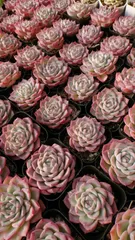 多肉植物　M167　ピンククリスタル　50株　抜き苗　エケベリア　セダム　アエオニウム　韓国苗　寄せ植え　詰め合わせ