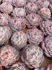 多肉植物　M331　ムラサキガス　55株　抜き苗　エケベリア　セダム　アエオニウム　韓国苗　寄せ植え　詰め合わせ