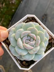 多肉植物　Z3543　フロスティング　32株　土鉢づき　エケベリア　セダム　アエオニウム　韓国苗　寄せ植え　詰め合わせ