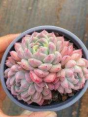 多肉植物 Z3544 ドイツシャンペン 18株 土鉢づき エケベリア セダム