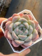 多肉植物 Z3582 コウム 32株 土鉢づき エケベリア セダム アエオニウム