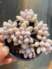 多肉植物 M226 アニー 47株 抜き苗 エケベリア セダム アエオニウム