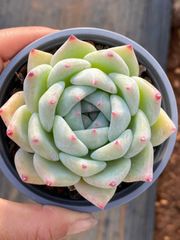 多肉植物 Z3544 ドイツシャンペン 18株 土鉢づき エケベリア セダム