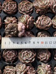 多肉植物 X543 ギョクニュイ 105苗 土根付き エケベリア セダム