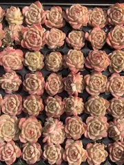 多肉植物　X540　タンカジェニー　105苗　土根付き　エケベリア　セダム　アエオニウム　韓国苗　寄せ植え　詰め合わせ