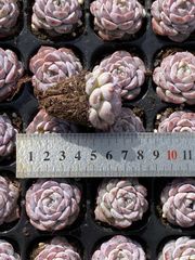 多肉植物 X543 ギョクニュイ 105苗 土根付き エケベリア セダム