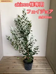 akieco様専用ページ フェイジョアa
