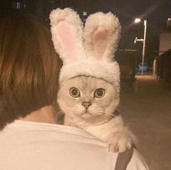 Item thumbnail for item 53f06381-7ee0-432e-b639-e72683b6a5a7