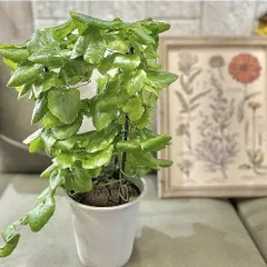 2026年最新】塊根 植物の人気アイテム - メルカリ