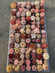 【土と根付き105苗セット】多肉植物の大満足パック！佐川発送　エケベリア　韓国苗 ZP210