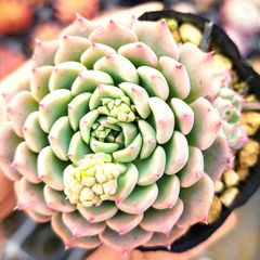 多肉植物 アエオニウム スーパーバン 抜き苗 - メルカリ