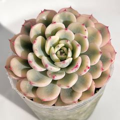 バタフライ錦 多肉植物 カット苗 斑入り - メルカリ